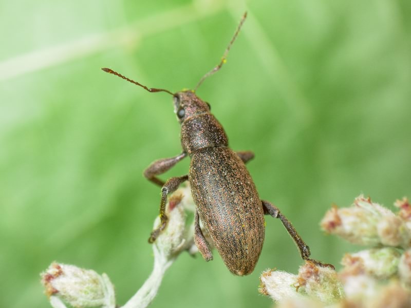 Brachyderes incanus (Linnaeus, 1758)